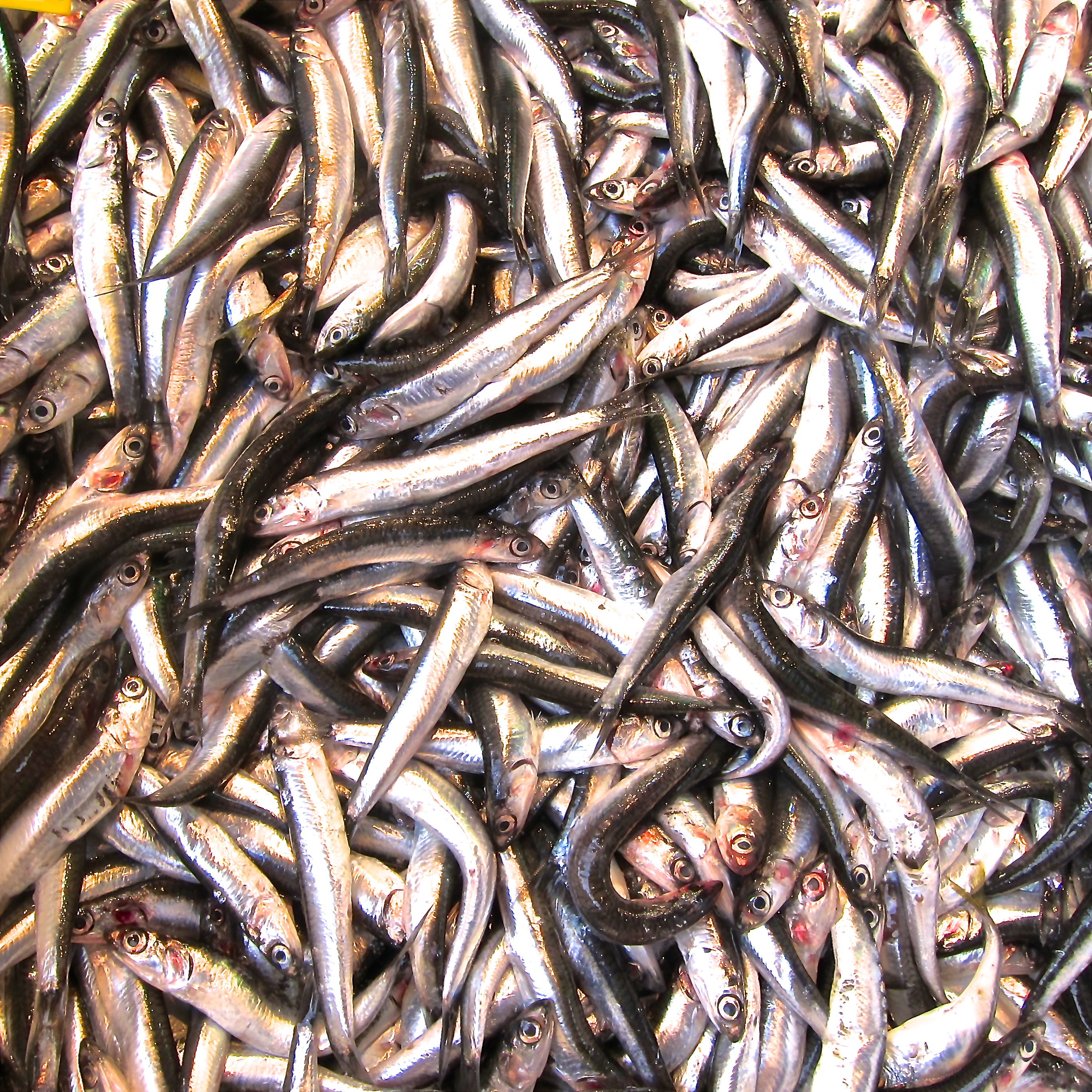 Anchovies, Istanbul